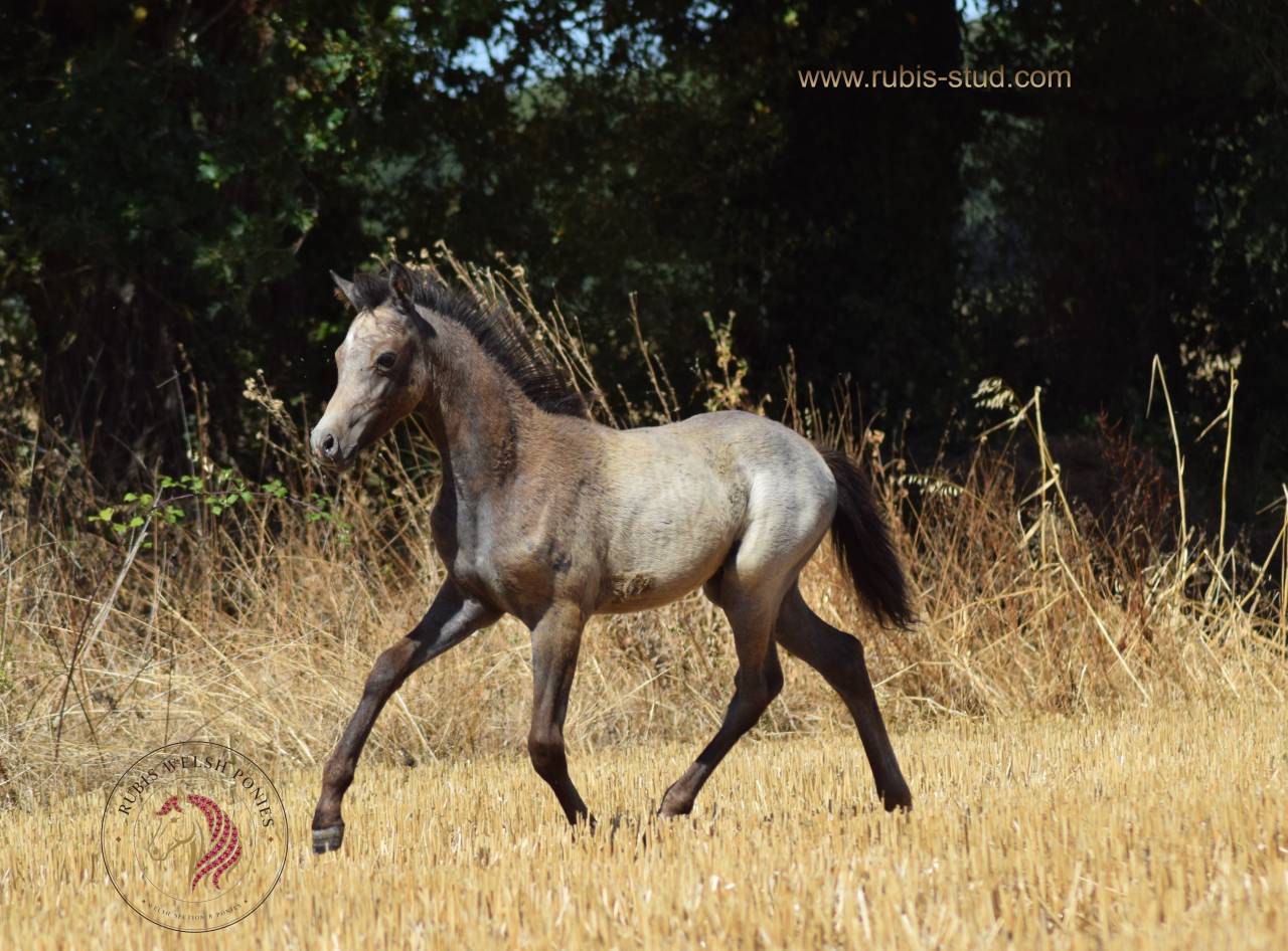 Merrie Welsh Pony (Section B) Te koop 2023 Isabel