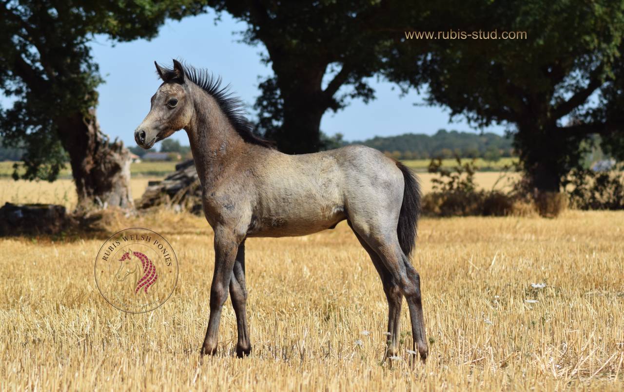 Merrie Welsh Pony (Section B) Te koop 2023 Isabel