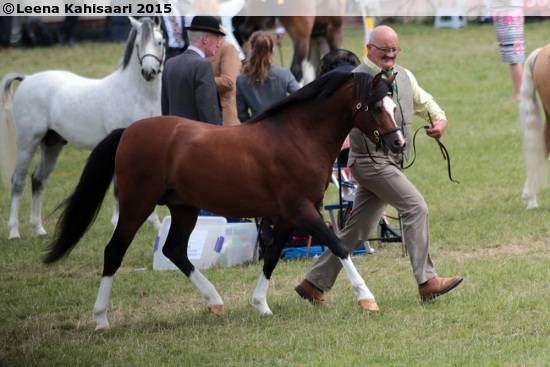 Merrie Welsh Pony (Section B) Te koop 2023 Isabel