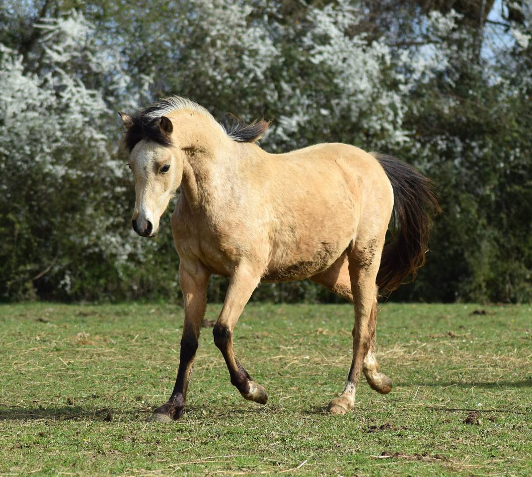 Merrie Welsh Pony (Section B) Te koop 2023 Isabel