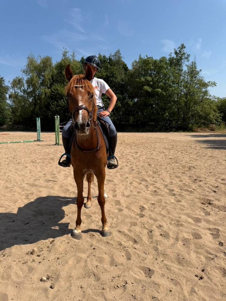 Ruin Anglo-Arabier Te koop 2023 Vos ,  Jazz de Marjolaine (AR)
