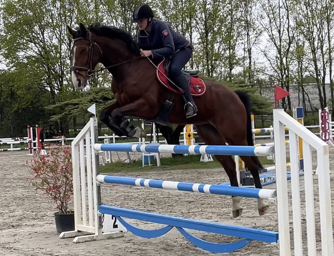 Springpaard  For Pleasure x Nummero Uno