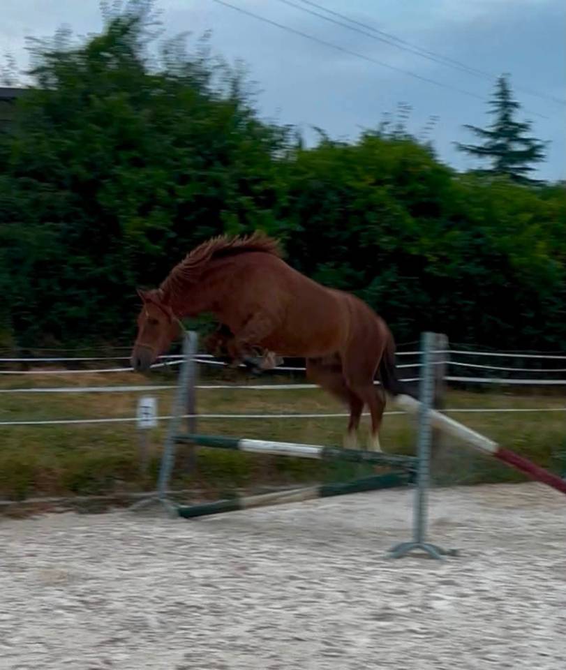 Ruin Franse rijpony PFS Te koop 2023 Vos ,  Crunch du sottier