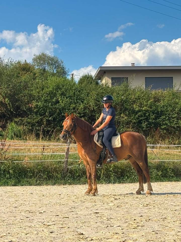 Ruin Franse rijpony PFS Te koop 2023 Vos ,  Crunch du sottier