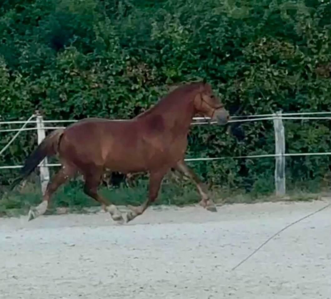 Ruin Franse rijpony PFS Te koop 2023 Vos ,  Crunch du sottier