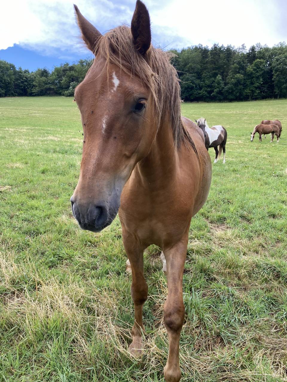 Ruin Franse rijpony PFS Te koop 2023 Vos ,  Crunch du sottier