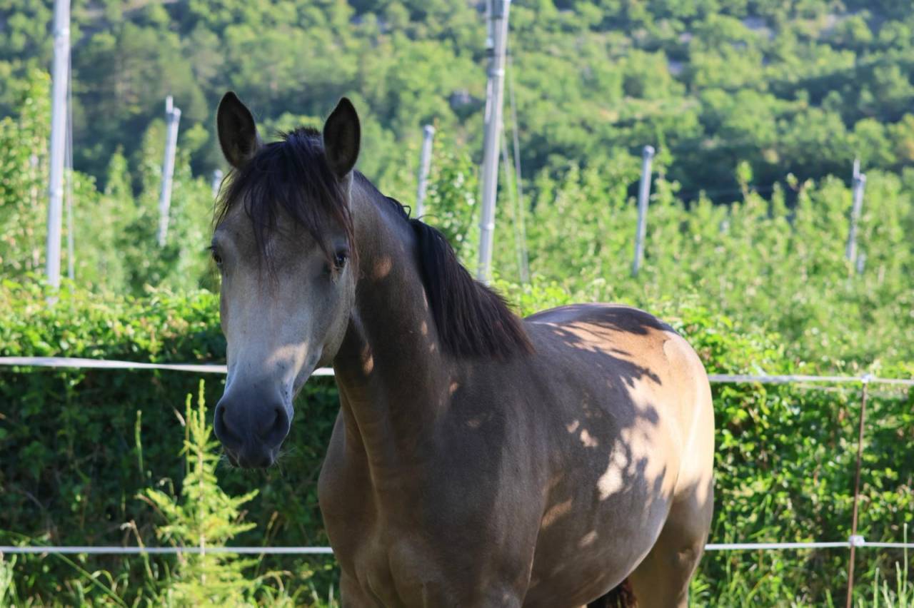 Merrie Franse rijpony PFS Te koop 2024 Isabel