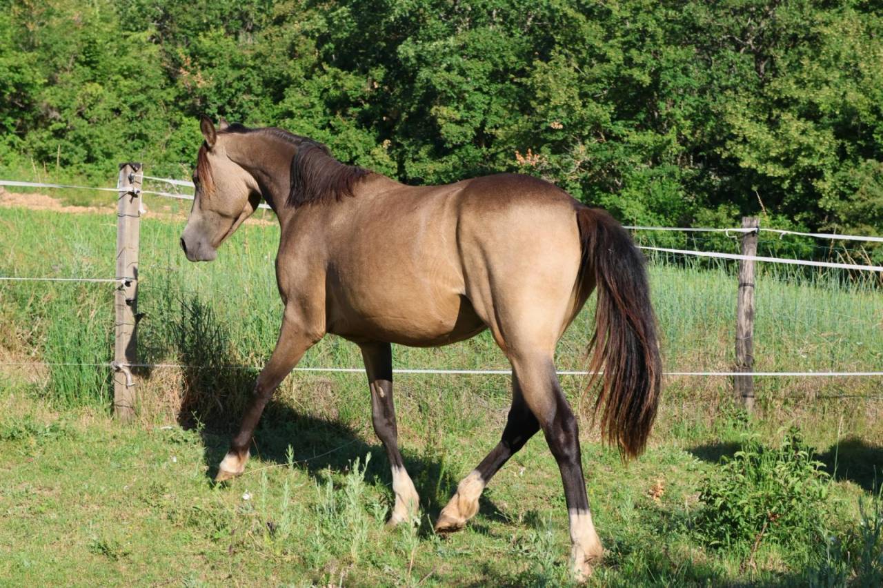 Merrie Franse rijpony PFS Te koop 2024 Isabel