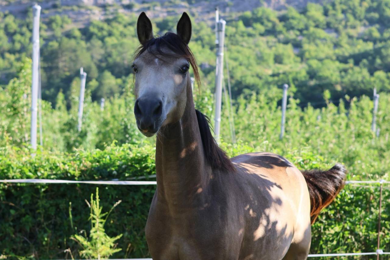 Merrie Franse rijpony PFS Te koop 2024 Isabel