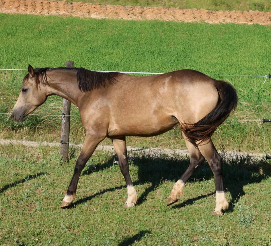 Merrie Franse rijpony PFS Te koop 2024 Isabel