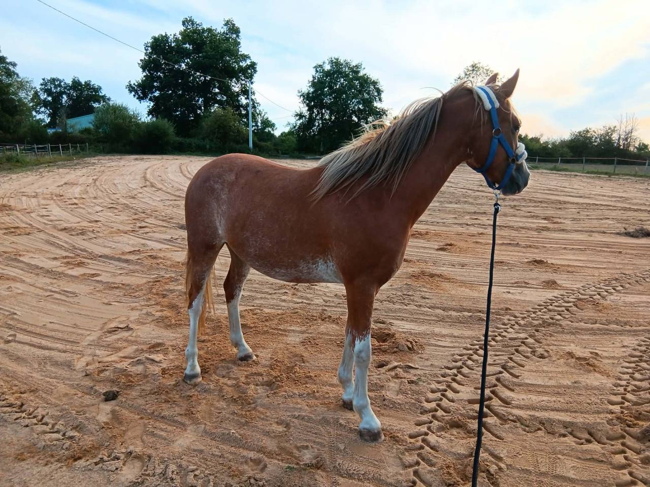 Veulen (vr) Welsh Partbred Te koop 2024 Vos ,  brynbella golden boy