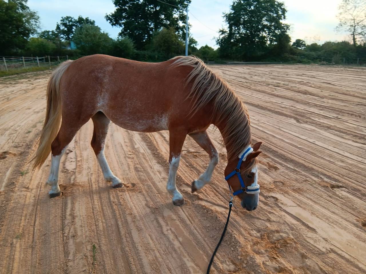 Veulen (vr) Welsh Partbred Te koop 2024 Vos ,  brynbella golden boy