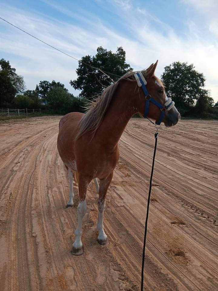 Veulen (vr) Welsh Partbred Te koop 2024 Vos ,  brynbella golden boy