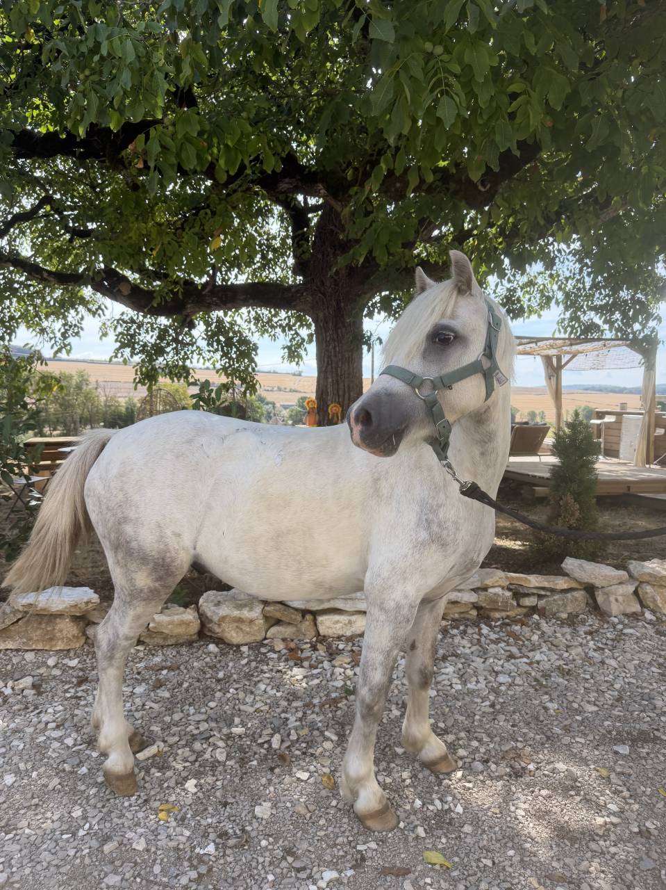 Ruin Welsh Pony (Section B) Te koop 2022 Schimmel