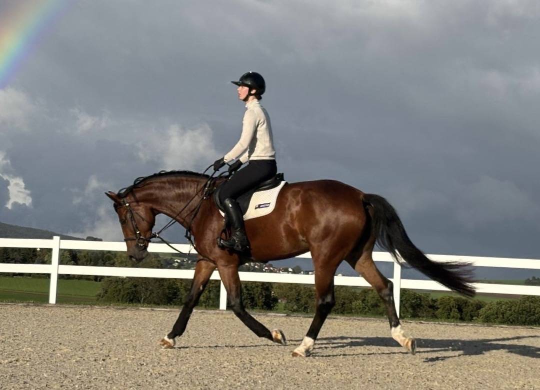 Merrie KWPN Nederlands sportpaard Te koop 2020 Donker bruin / bai ,  Opium JW VAN DER MOERHOEVE TN