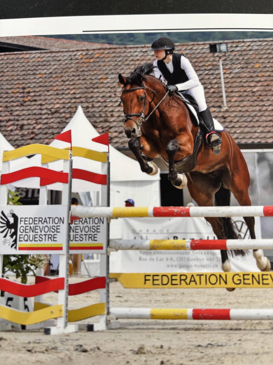 Merrie KWPN Nederlands sportpaard Te koop 2020 Donker bruin / bai ,  Opium JW VAN DER MOERHOEVE TN