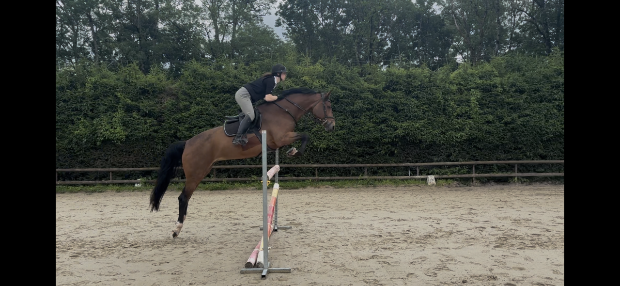 Merrie KWPN Nederlands sportpaard Te koop 2020 Donker bruin / bai ,  Opium JW VAN DER MOERHOEVE TN