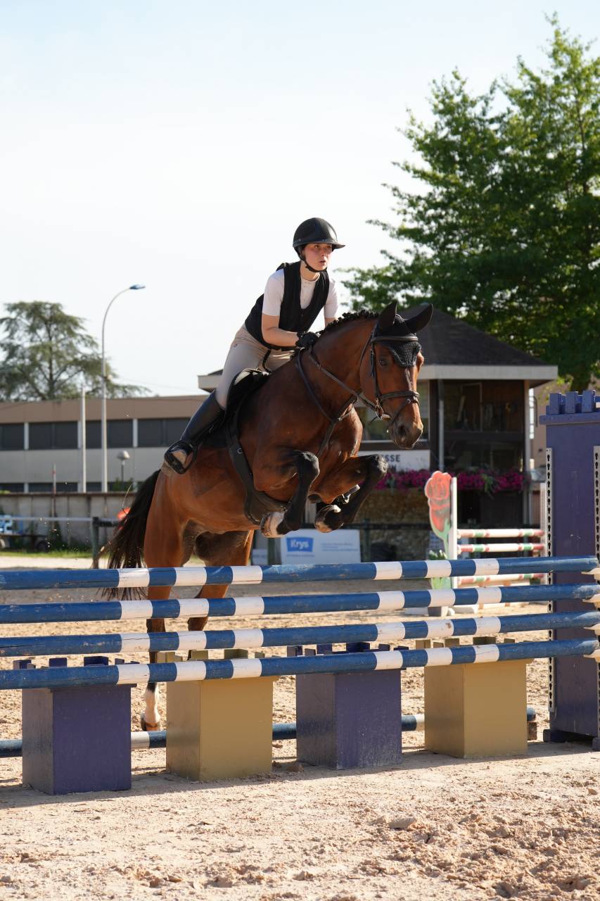 Merrie KWPN Nederlands sportpaard Te koop 2020 Donker bruin / bai ,  Opium JW VAN DER MOERHOEVE TN