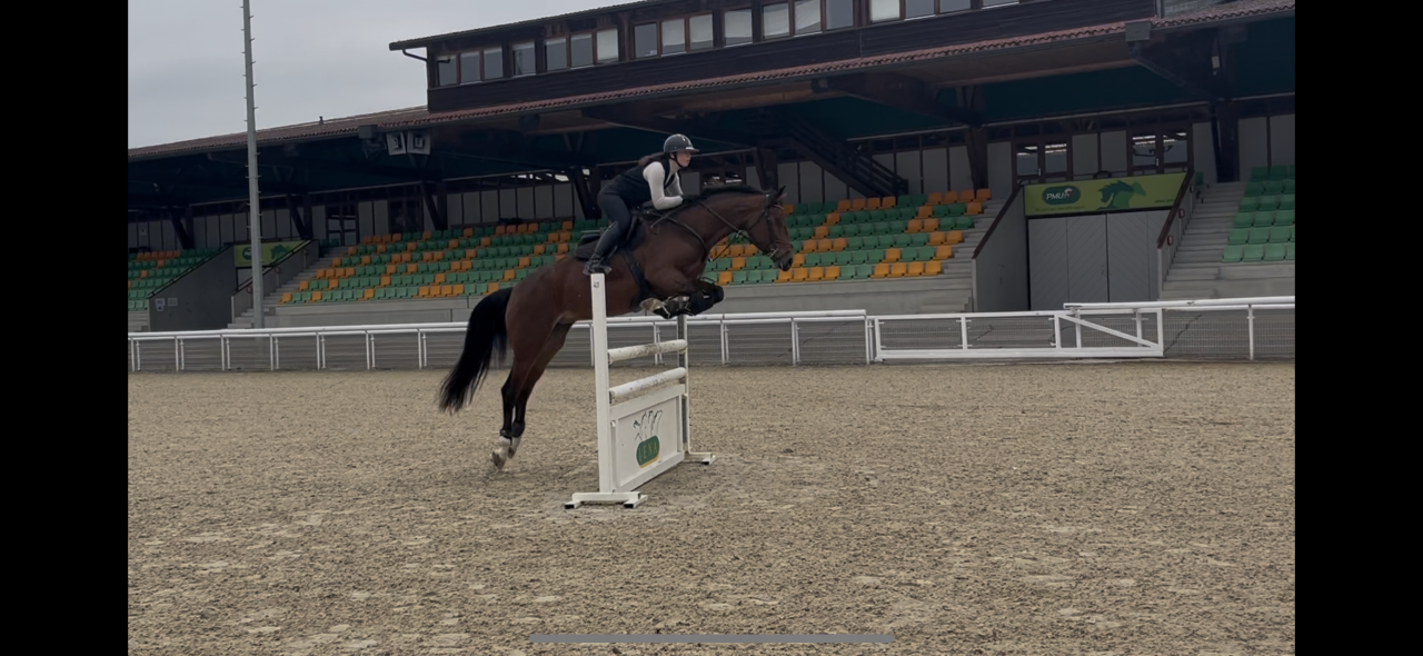 Merrie KWPN Nederlands sportpaard Te koop 2020 Donker bruin / bai ,  Opium JW VAN DER MOERHOEVE TN