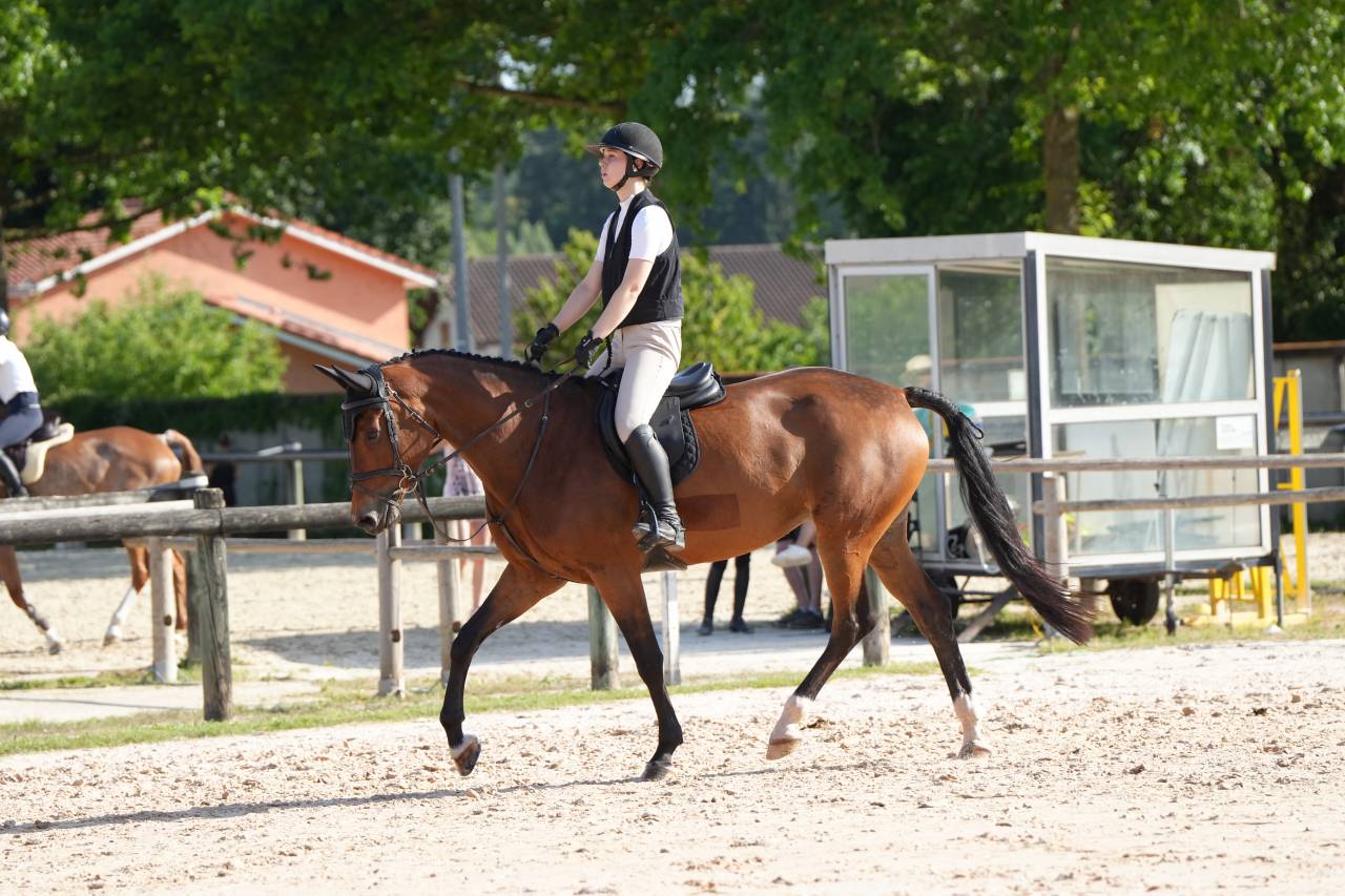 Merrie KWPN Nederlands sportpaard Te koop 2020 Donker bruin / bai ,  Opium JW VAN DER MOERHOEVE TN