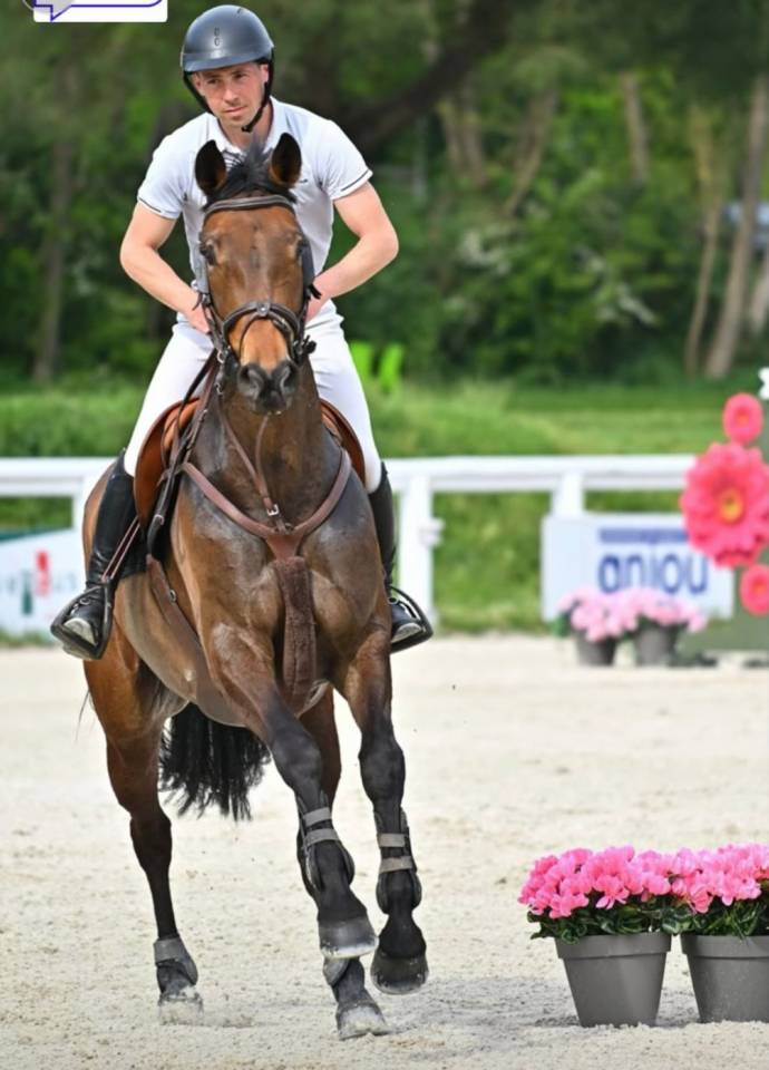 Merrie Selle Fran&ccedil;ais Te koop 2017 Donker bruin / bai ,  SANDRO BOY
