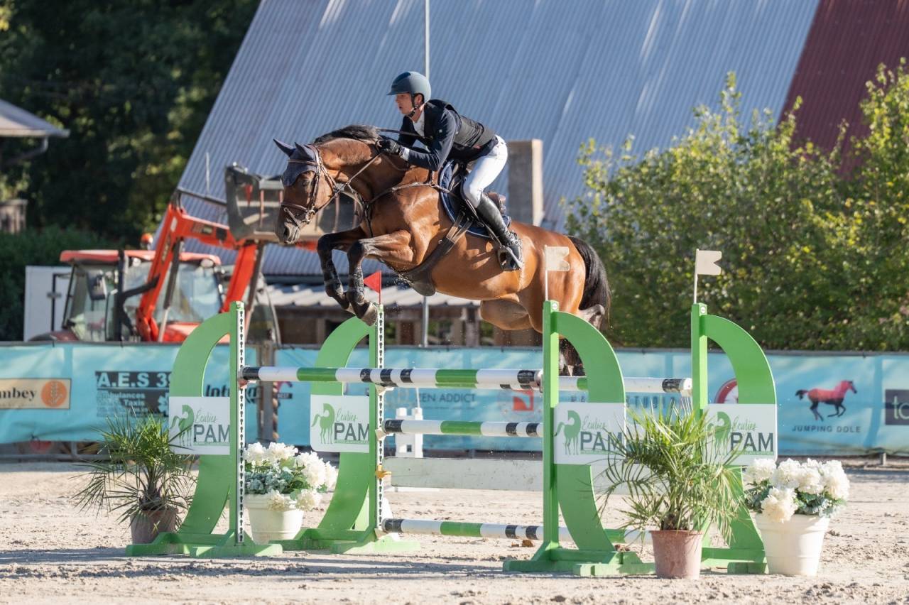 Ruin Selle Fran&ccedil;ais Te koop 2019 Donker bruin / bai
