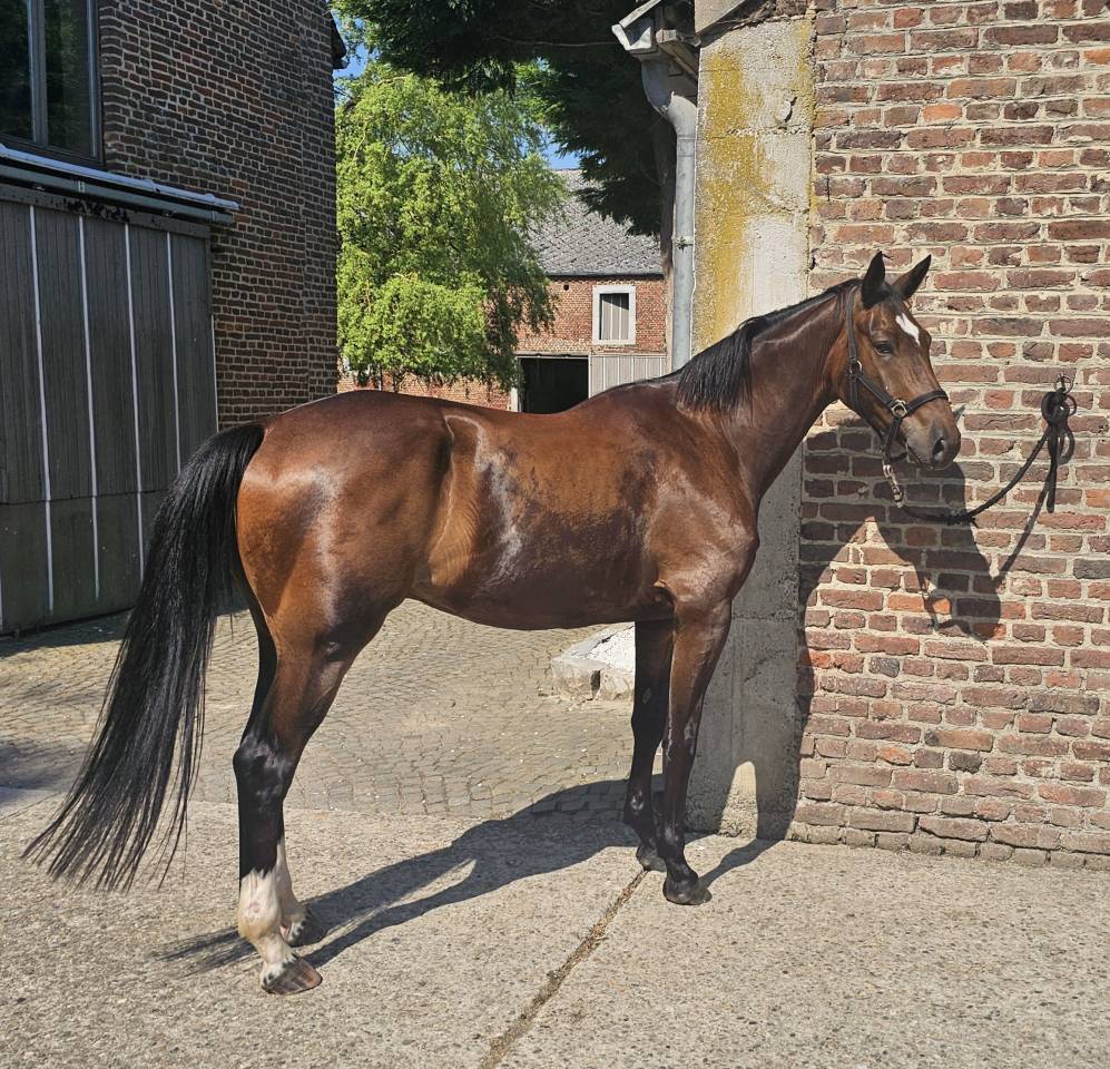 Ruin Halfbloed Te koop 2022 Bruin / Bai ,  EMERALD