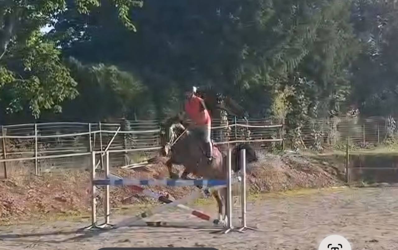 Ruin Halfbloed Te koop 2022 Bruin / Bai ,  EMERALD