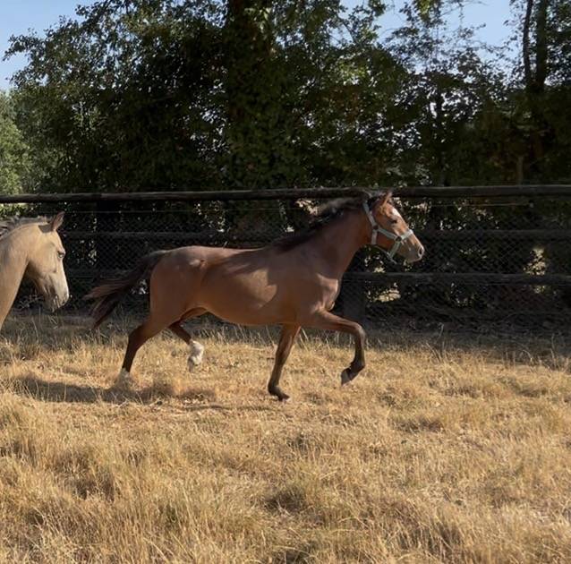 Veulen (vr) Welsh Partbred Te koop 2025 Donker bruin / bai ,  Monster rider d aries