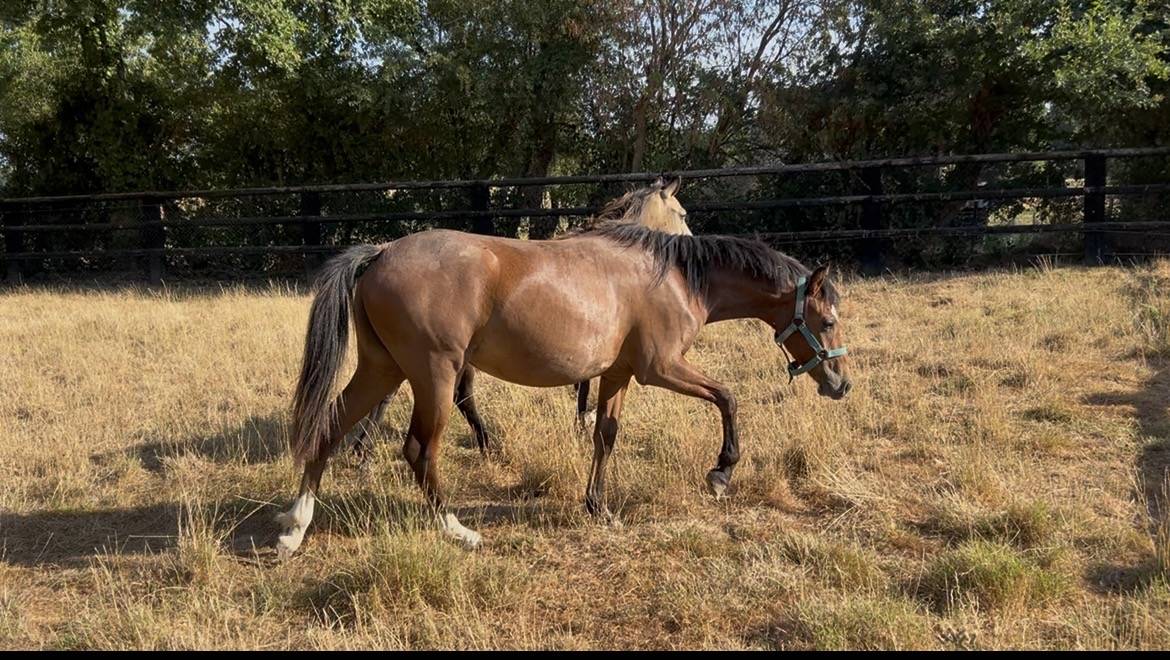 Veulen (vr) Welsh Partbred Te koop 2025 Donker bruin / bai ,  Monster rider d aries