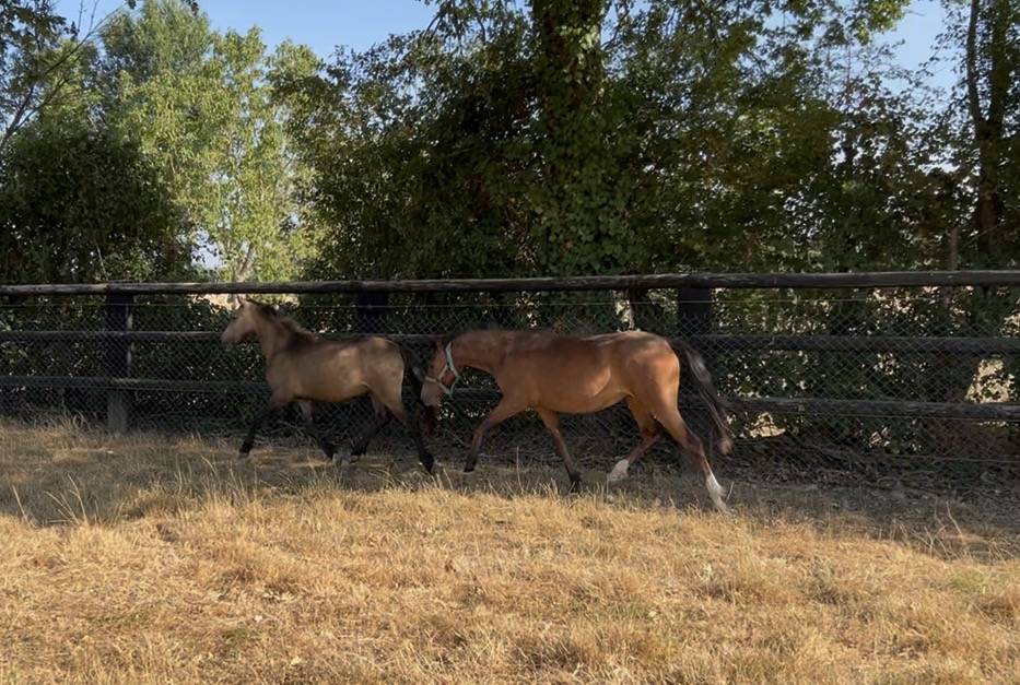 Veulen (vr) Welsh Partbred Te koop 2025 Donker bruin / bai ,  Monster rider d aries