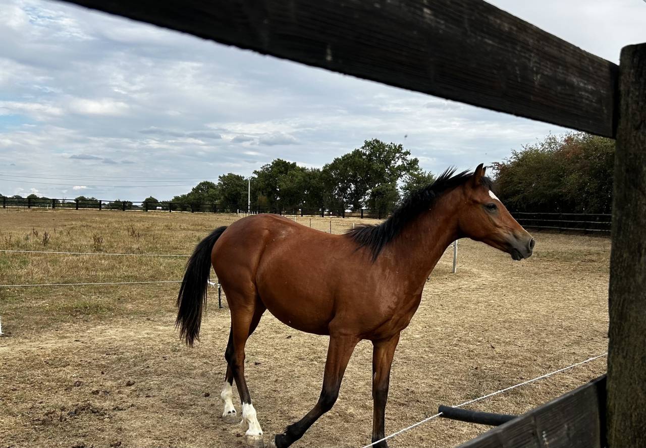 Veulen (vr) Welsh Partbred Te koop 2025 Donker bruin / bai ,  Monster rider d aries