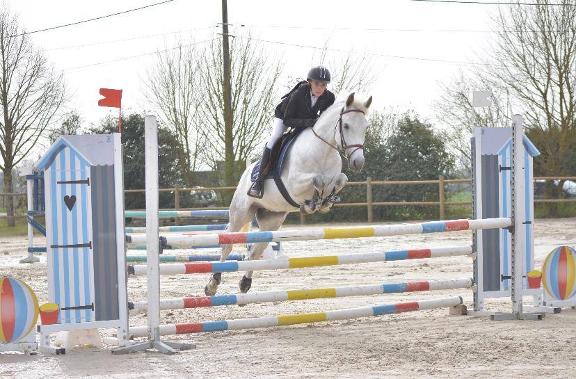 Merrie New Forest Te koop 2012 Wit
