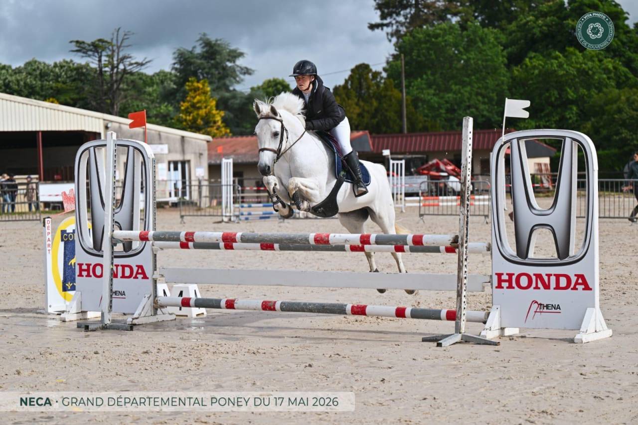 Merrie New Forest Te koop 2012 Wit