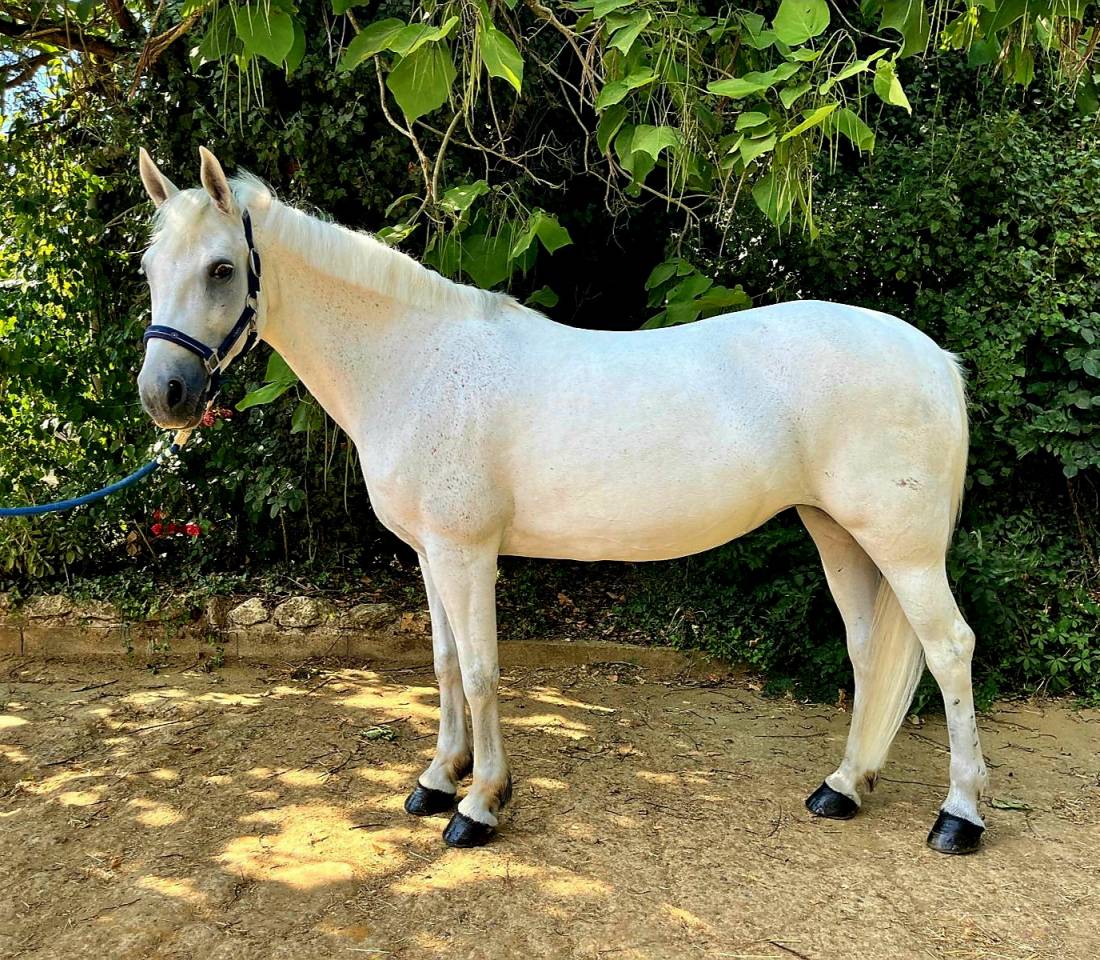 Merrie New Forest Te koop 2012 Wit
