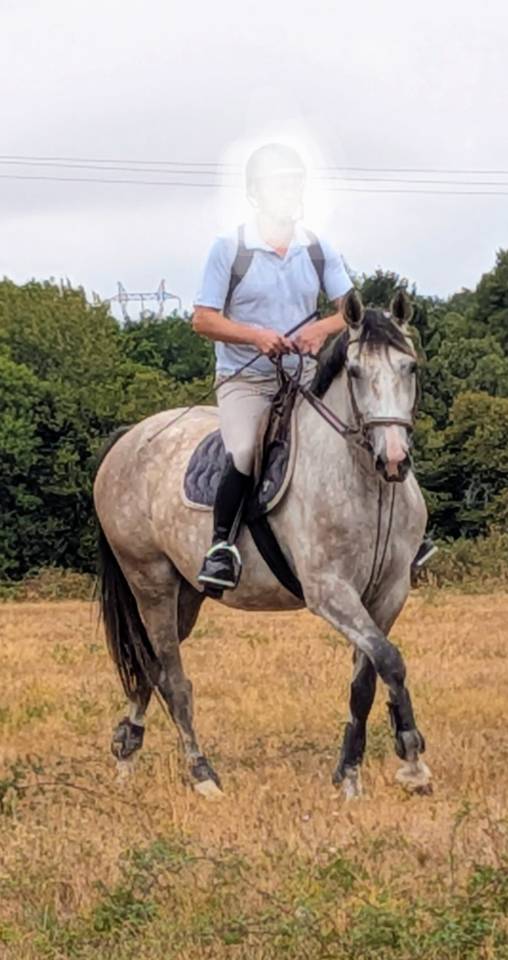 Merrie Selle Fran&ccedil;ais Te koop 2022 Schimmel ,  chacco white
