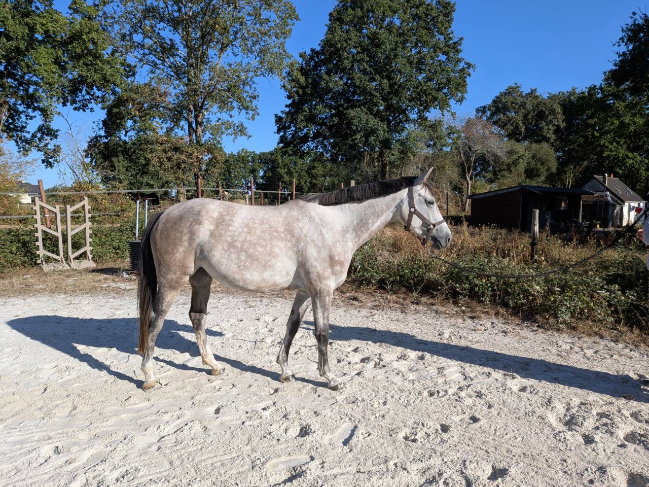 Merrie Selle Fran&ccedil;ais Te koop 2022 Schimmel ,  chacco white