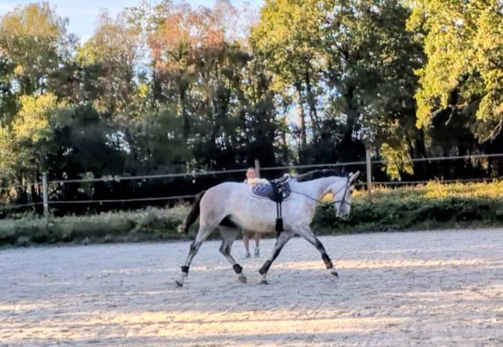 Merrie Selle Fran&ccedil;ais Te koop 2022 Schimmel ,  chacco white
