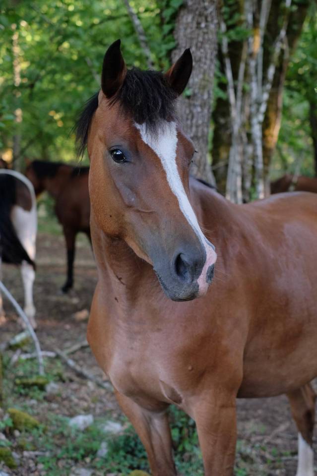 Merrie Franse rijpony PFS Te koop 2021 Donker bruin / bai