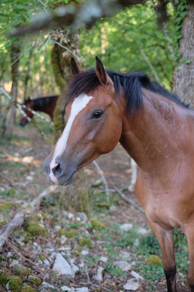Merrie Franse rijpony PFS Te koop 2021 Donker bruin / bai