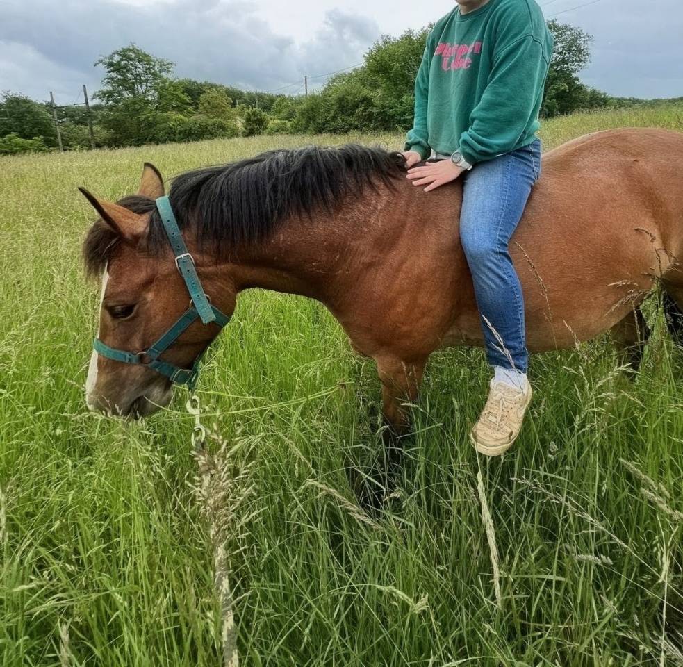 Merrie Franse rijpony PFS Te koop 2021 Donker bruin / bai