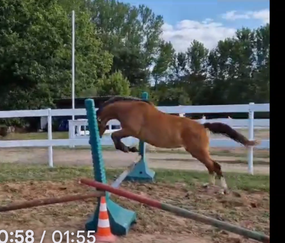 Merrie Franse rijpony PFS Te koop 2021 Donker bruin / bai