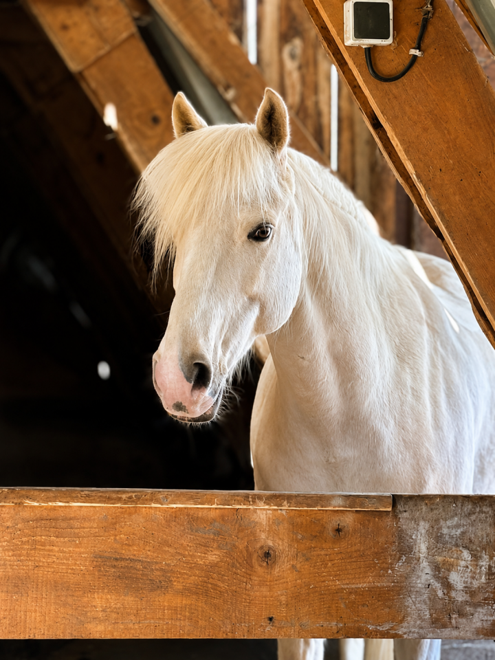 Ruin Franse rijpony PFS Te koop 2017 Palomino