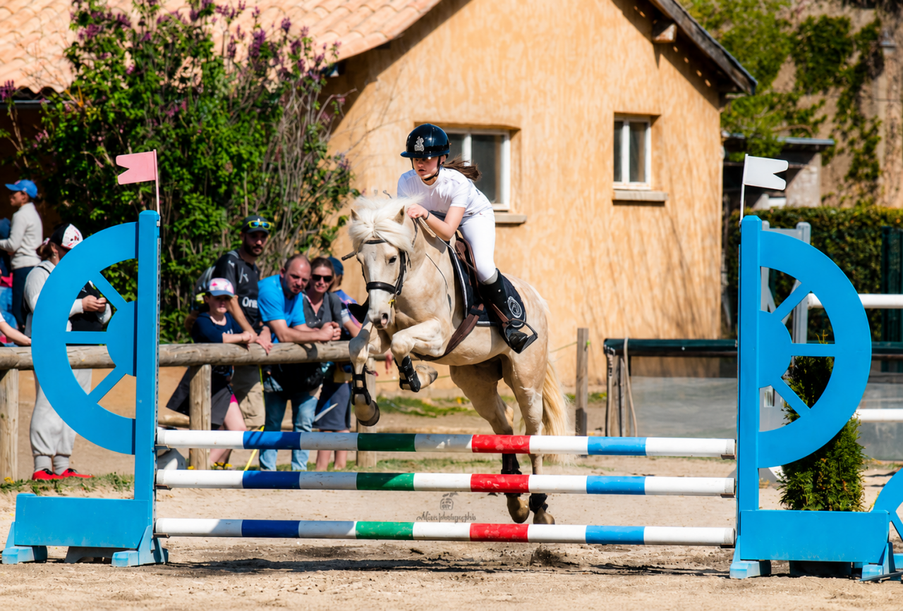 Ruin Franse rijpony PFS Te koop 2017 Palomino