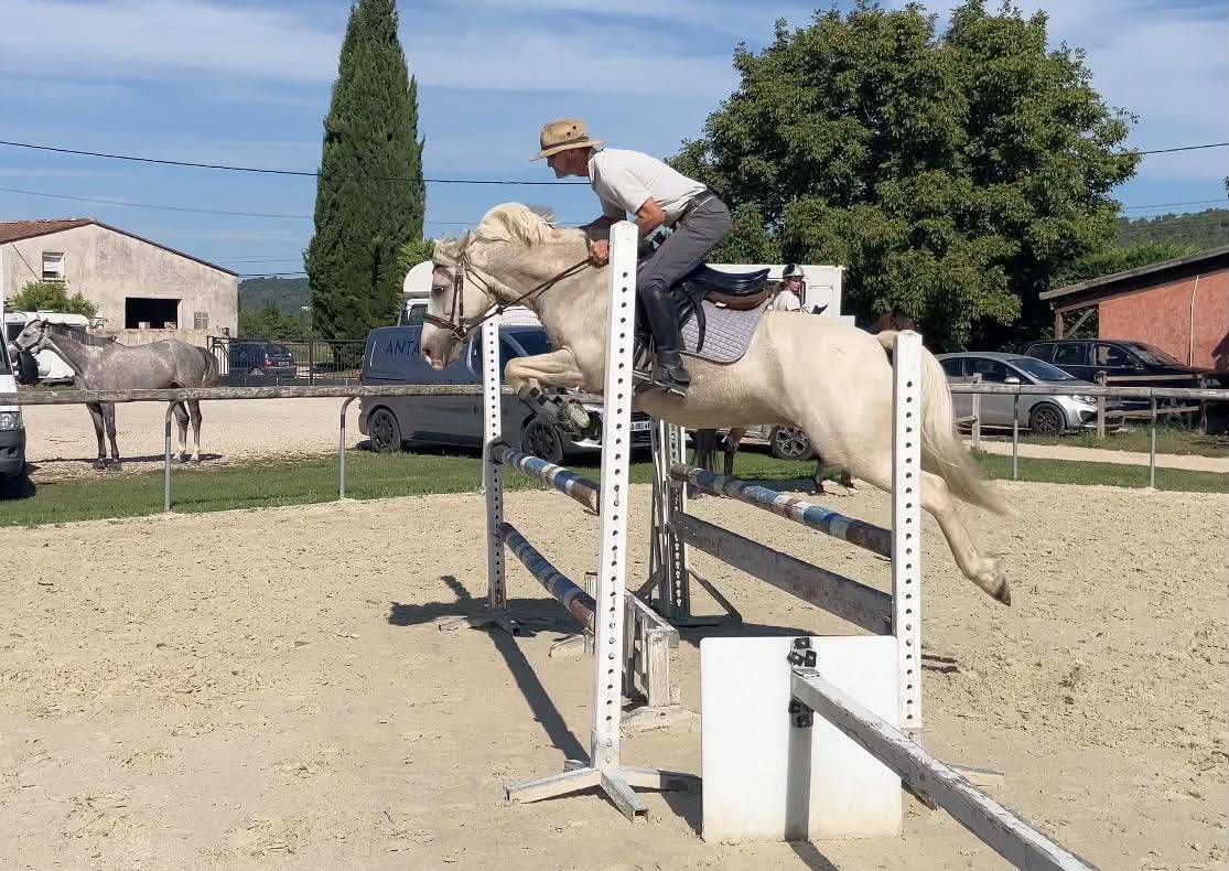 Ruin Franse rijpony PFS Te koop 2017 Palomino