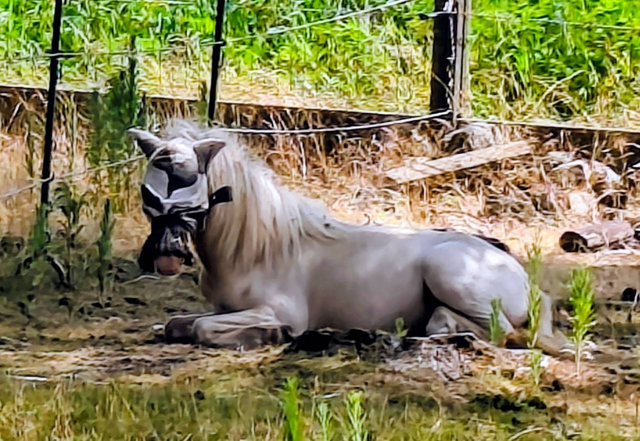 Veulen (ml) Andere pony rassen Te koop 2025 Cr&egrave;me