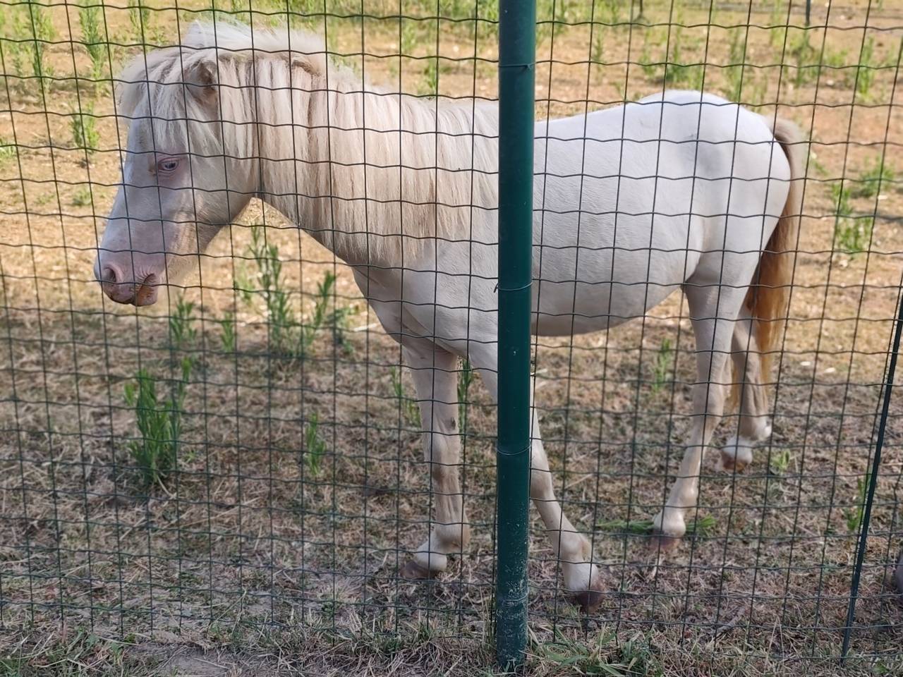 Veulen (ml) Andere pony rassen Te koop 2025 Cr&egrave;me