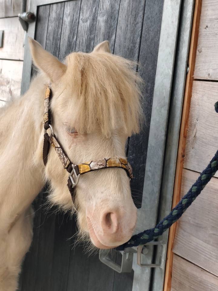 Veulen (ml) Andere pony rassen Te koop 2025 Cr&egrave;me