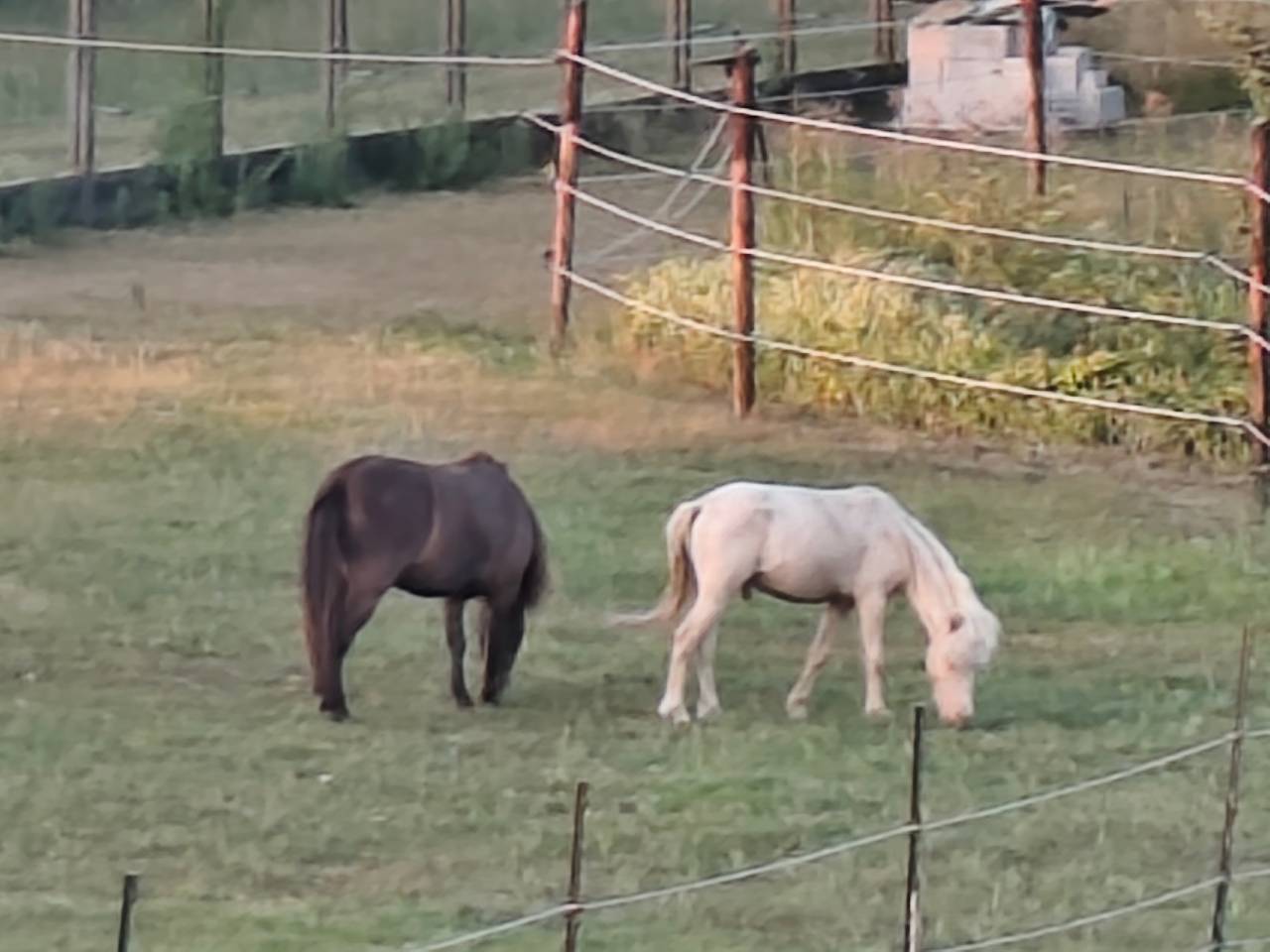 Veulen (ml) Andere pony rassen Te koop 2025 Cr&egrave;me