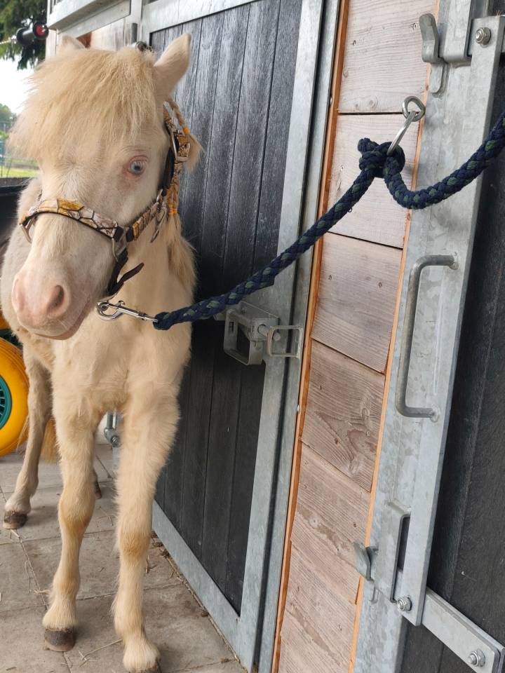 Veulen (ml) Andere pony rassen Te koop 2025 Cr&egrave;me